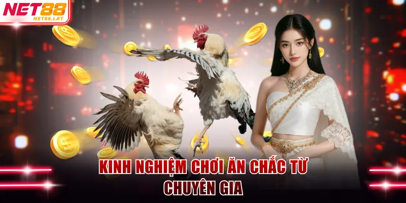 Đá Gà Thomo - Đấu Trường Quy Tụ Chiến Kê Top 1 Tại NET88 4 Kinh nghiệm chơi ăn chắc từ chuyên gia